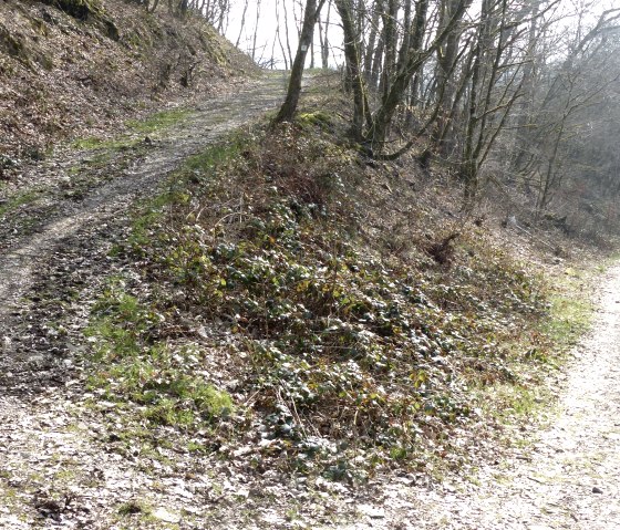 Weg zurück zum Ausgangspunkt (rechts), © Tourist-Information Islek